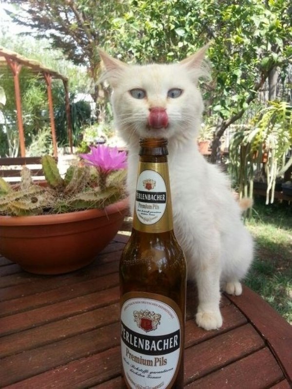 Hilarious Cats (34 pics)