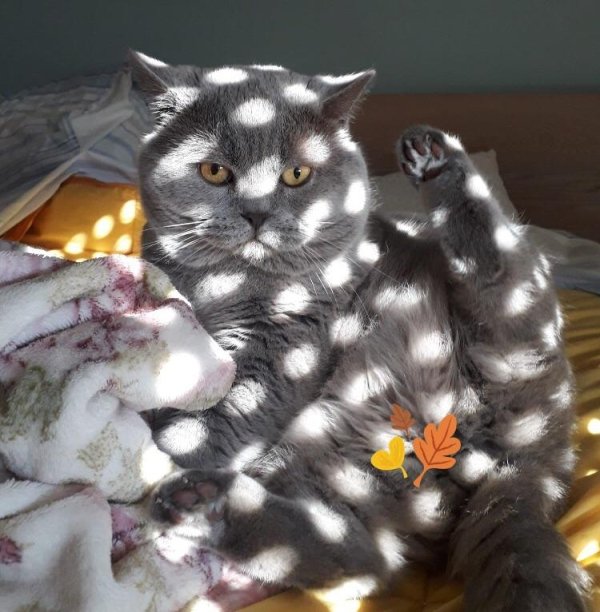 Hilarious Cats (34 pics)