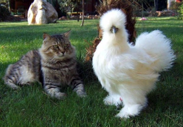 Hilarious Cats (34 pics)