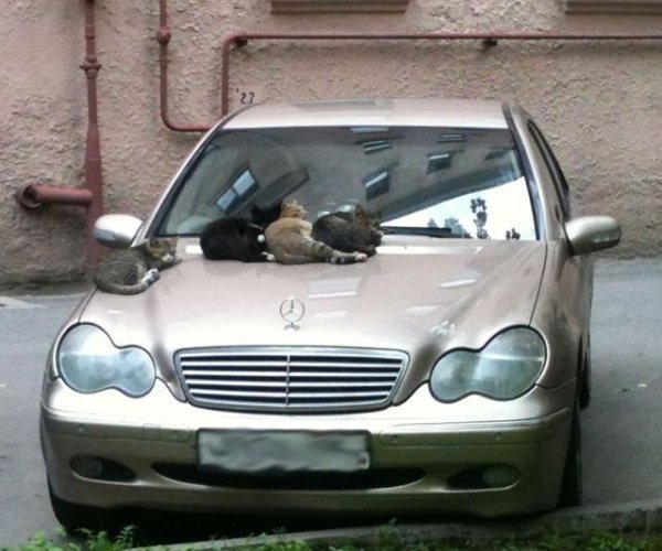 Hilarious Cats (34 pics)