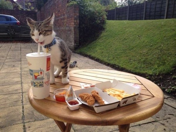 Hilarious Cats (34 pics)