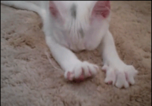 Hilarious Cats (34 pics)