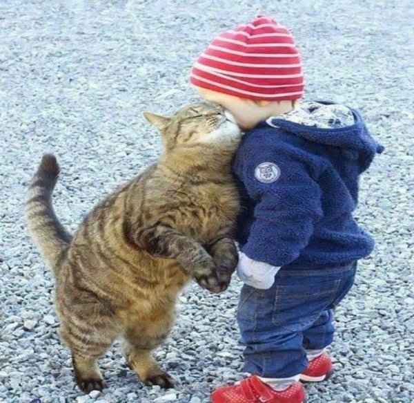 Hilarious Cats (34 pics)