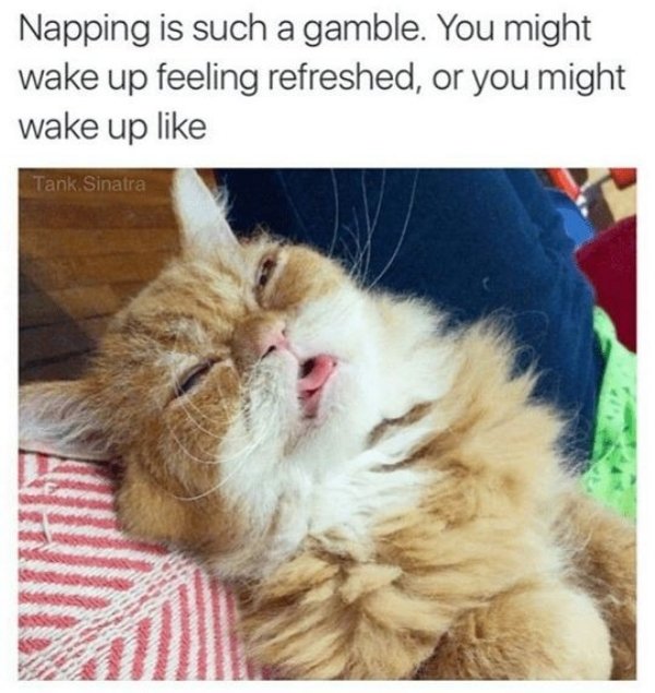 Hilarious Cats (34 pics)