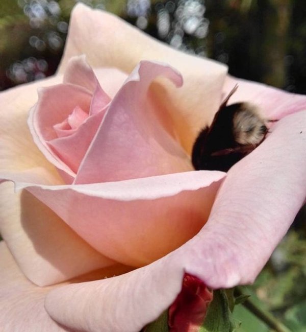 Perfection Is Possible (19 pics) Perfection Is Possible (19 pics)