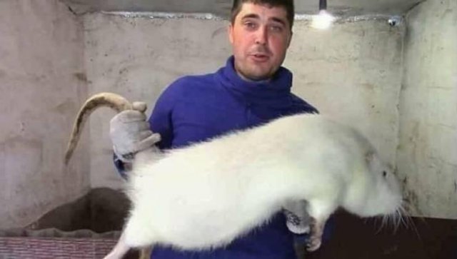 Acid Picdump. Part 1 (96 pics)