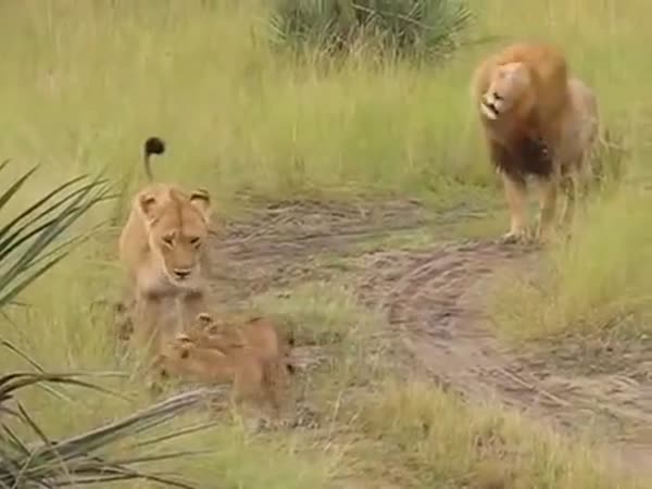 Baby Lion Cubs Trying To Roar Like There Father