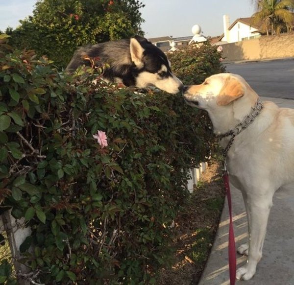 Wholesome Stories (19 pics)