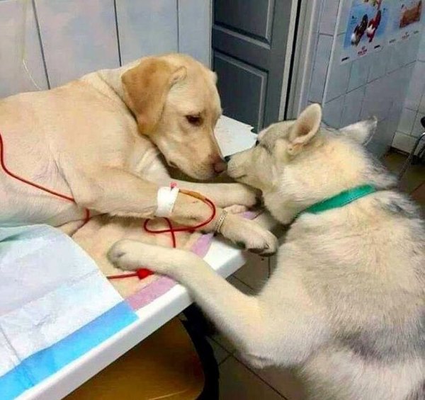 Wholesome Stories (19 pics)