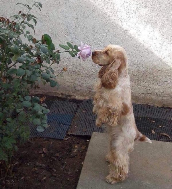 Wholesome Stories (19 pics)