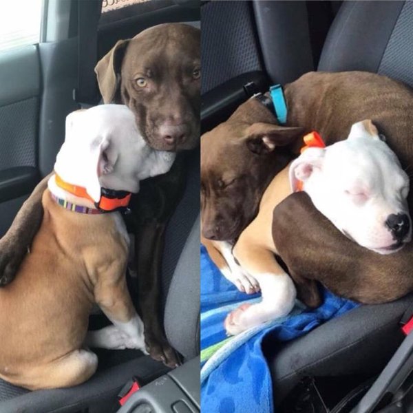 Wholesome Stories (19 pics)