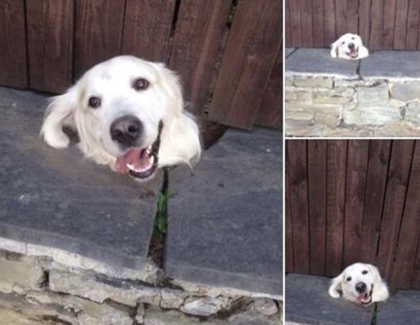 Wholesome Stories (19 pics)