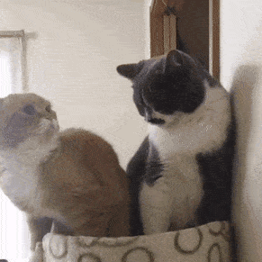 Acid Gifdump, August 5 (25 gifs)