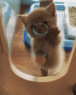 Acid Gifdump, August 5 (25 gifs)