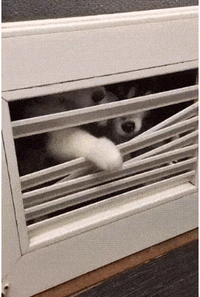 Acid Gifdump, August 5 (25 gifs)