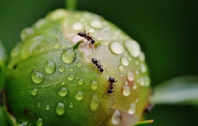Interesting Facts (24 pics)