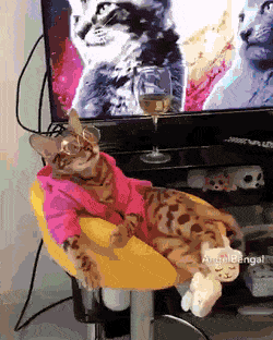 Acid Gifdump, August 6 (25 gifs)