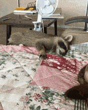 Acid Gifdump, August 6 (25 gifs)