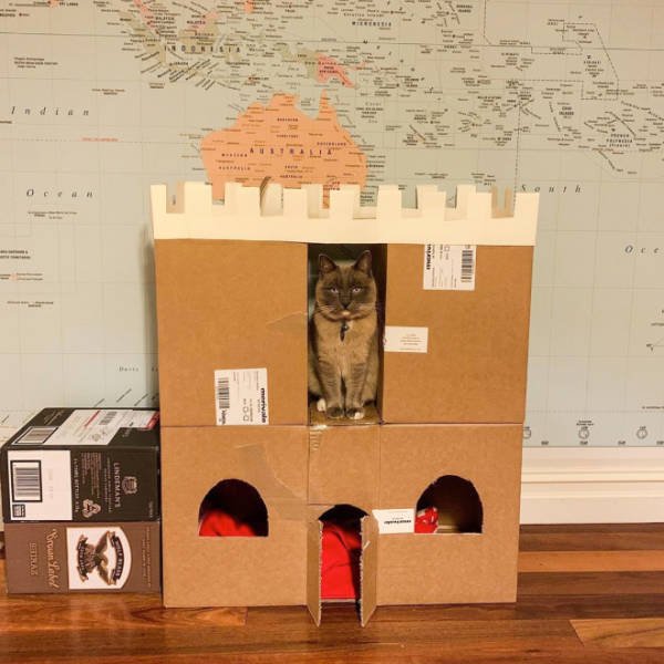 Cats In Cardboard Forts (22 pics)