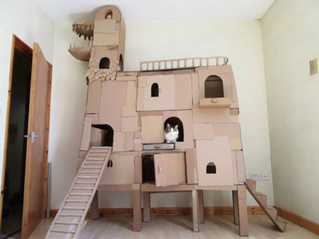 Cats In Cardboard Forts (22 pics)