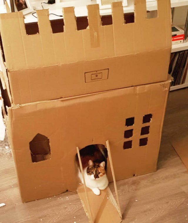 Cats In Cardboard Forts (22 pics)