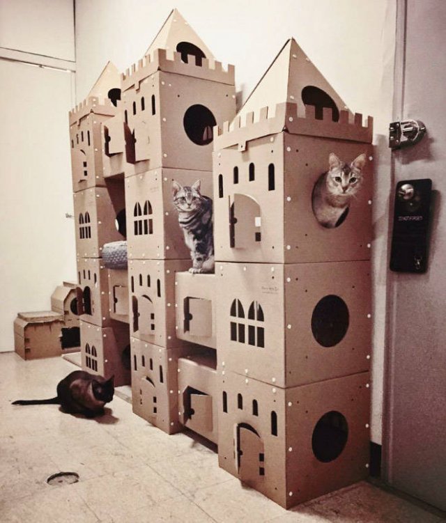 Cats In Cardboard Forts (22 pics)