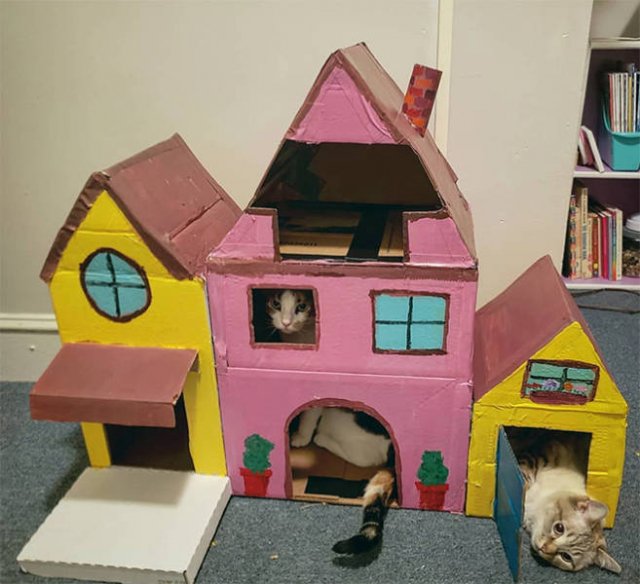 Cats In Cardboard Forts (22 pics)