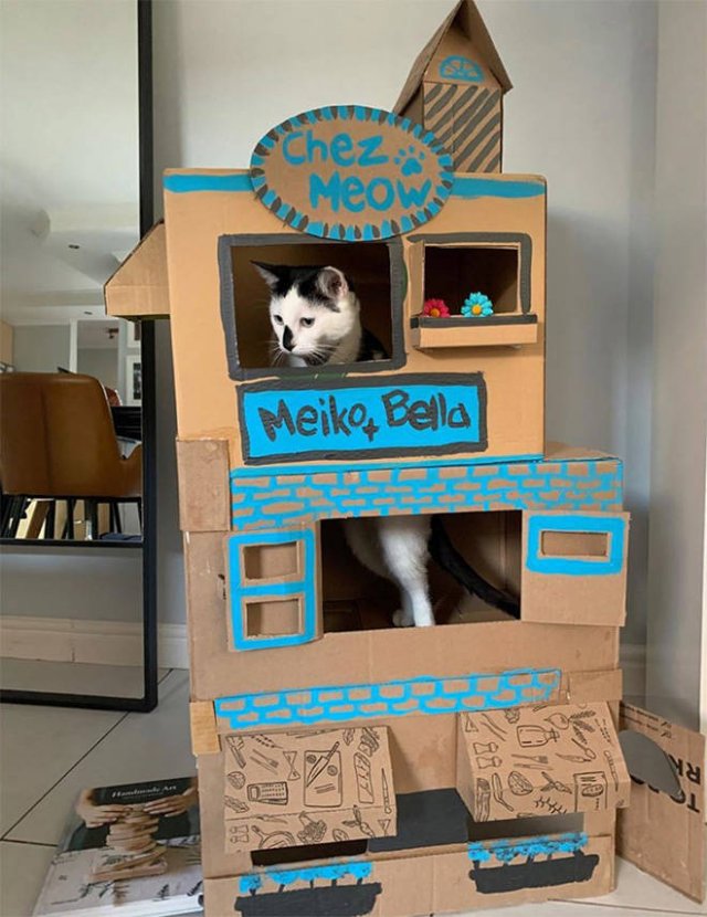 Cats In Cardboard Forts (22 pics)