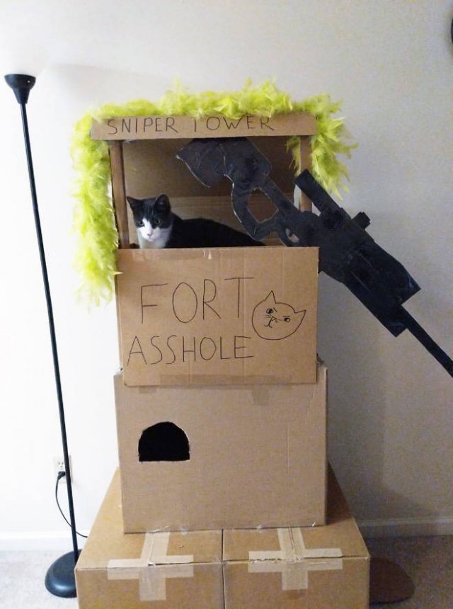Cats In Cardboard Forts (22 pics)