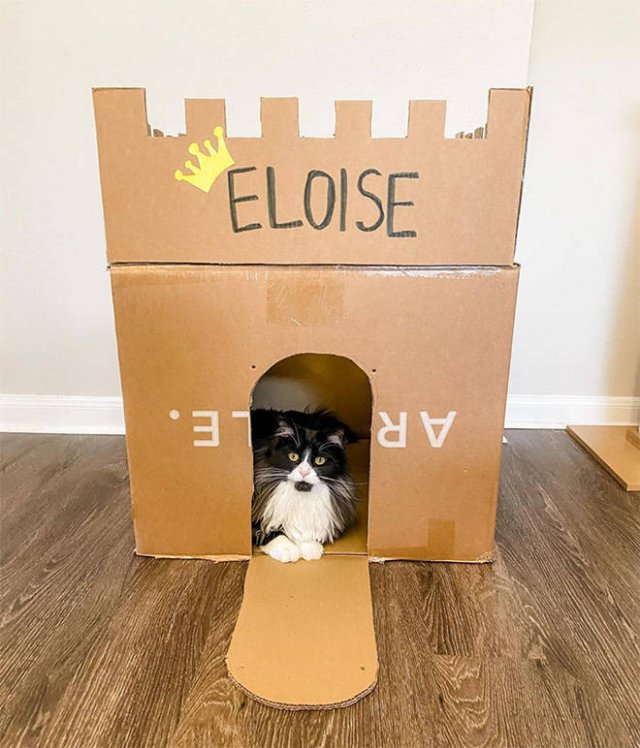 Cats In Cardboard Forts (22 pics)