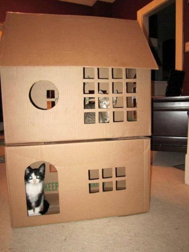 Cats In Cardboard Forts (22 pics)