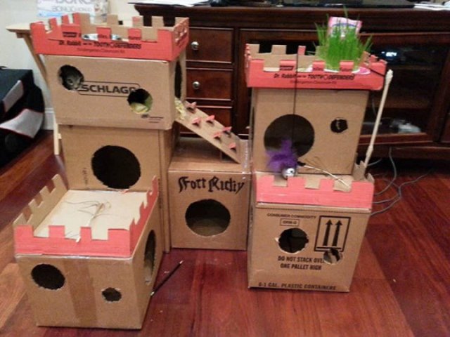 Cats In Cardboard Forts (22 pics)