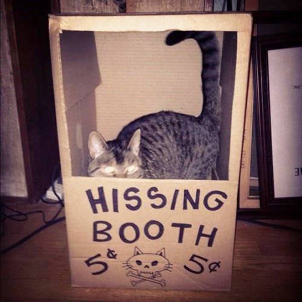 Cats In Cardboard Forts (22 pics)