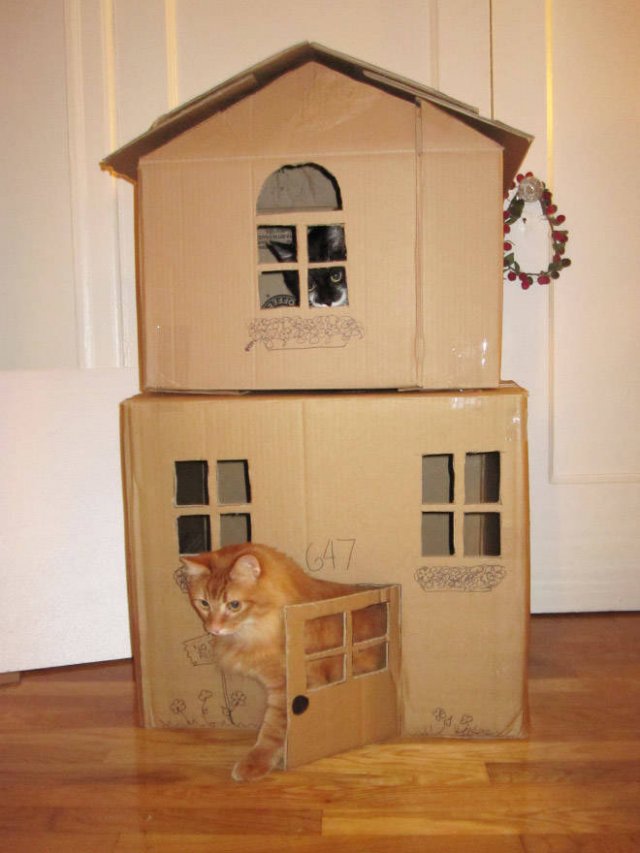 Cats In Cardboard Forts (22 pics)