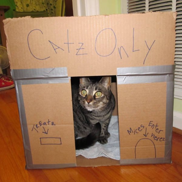 Cats In Cardboard Forts (22 pics)