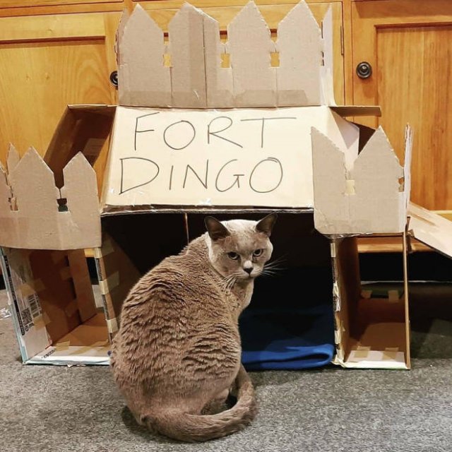 Cats In Cardboard Forts (22 pics)