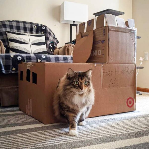 Cats In Cardboard Forts (22 pics)