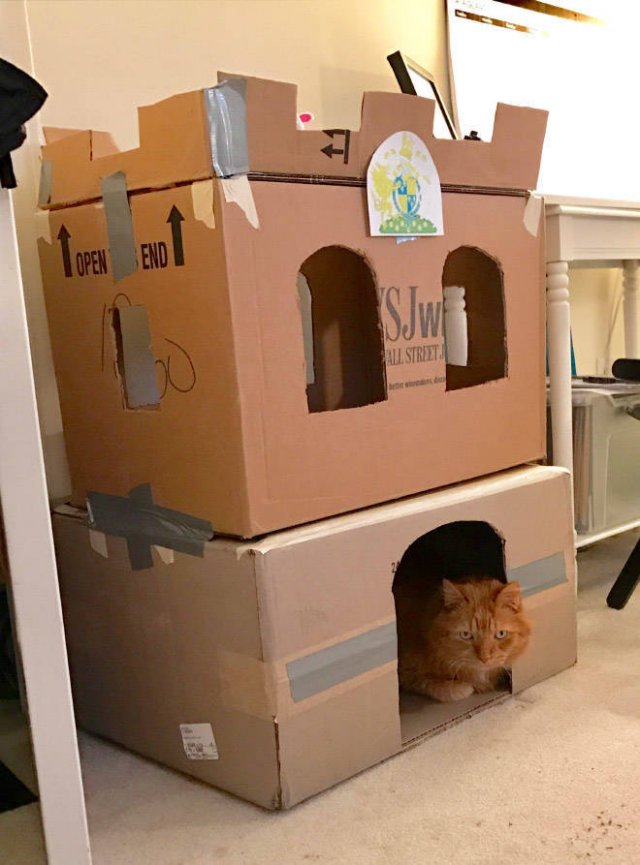 Cats In Cardboard Forts (22 pics)