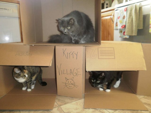 Cats In Cardboard Forts (22 pics)