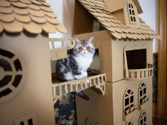 Cats In Cardboard Forts (22 pics)