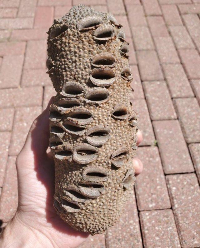 What Are These Things For? (25 pics)