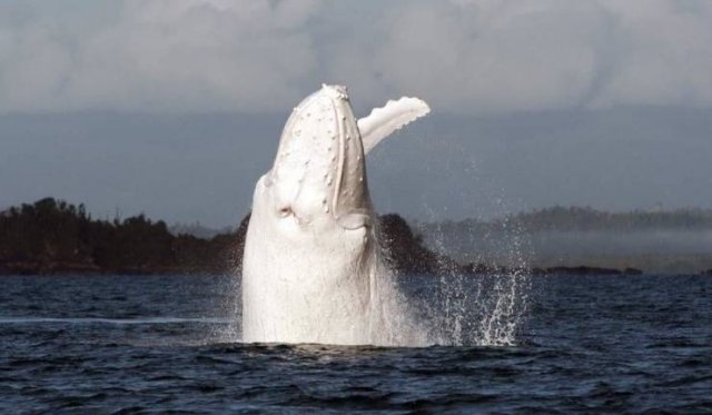 Amazing Pictures (52 pics)