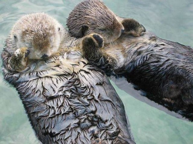 Amazing Pictures (52 pics)