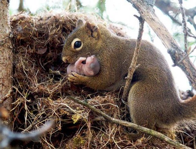 Amazing Pictures (52 pics)