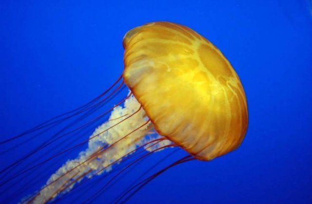 Facts About Nature (11 pics) Facts About Nature (11 pics)