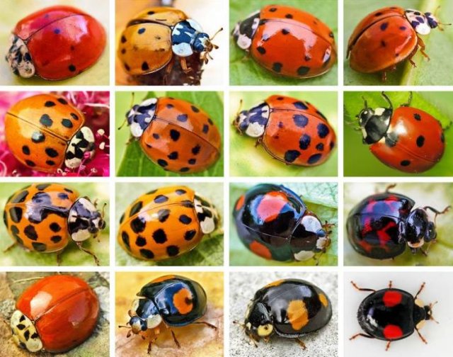 Facts About Nature (11 pics) Facts About Nature (11 pics)