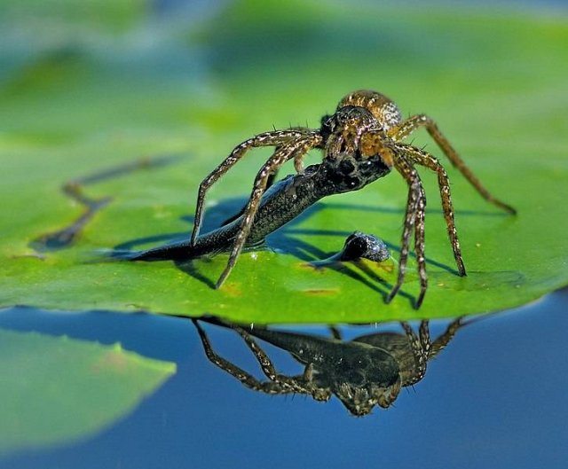 Facts About Nature (11 pics) Facts About Nature (11 pics)