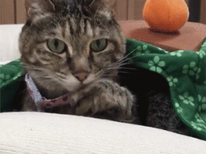 Acid Gifdump, August 11 (25 gifs)