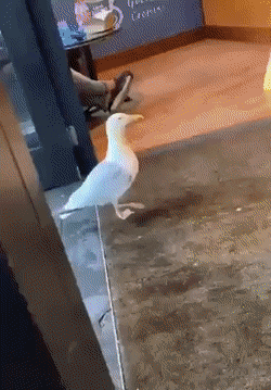 Acid Gifdump, August 11 (25 gifs)
