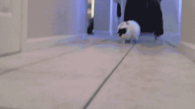 Acid Gifdump, August 11 (25 gifs)